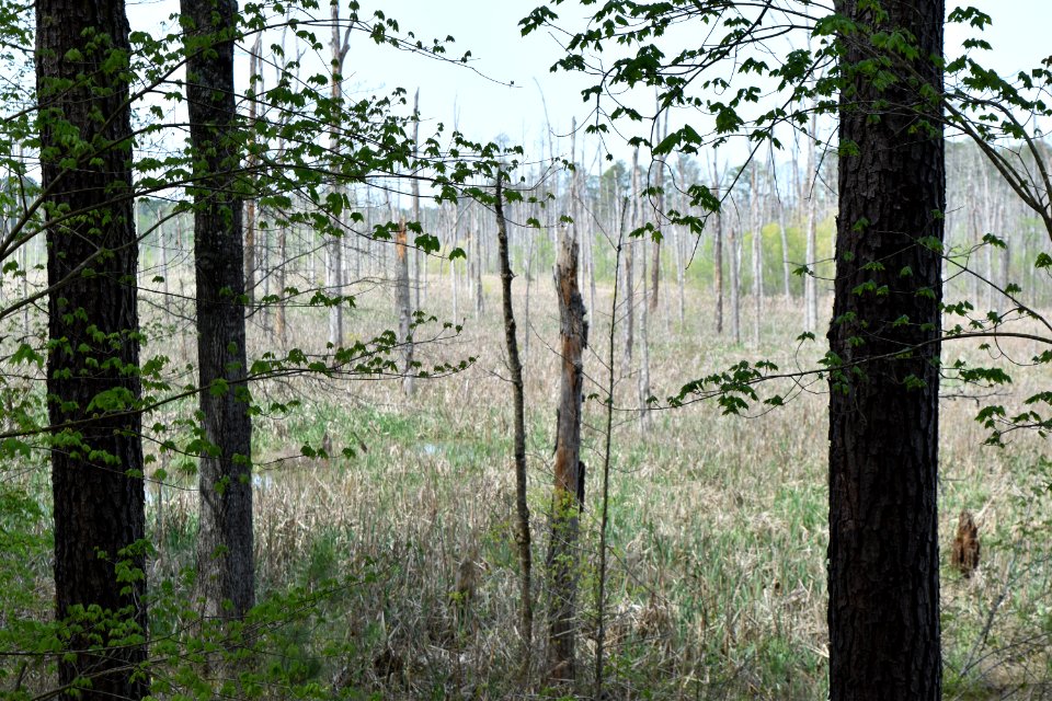 scene jordan gamelands beaver ck ncwetlands AM (2)
