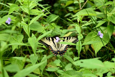 invertebrate great smoky mountain NP ncwetlands AM (12)