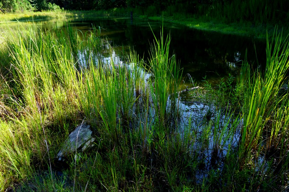scene pond Anderson Creek County Park ncwetlands KG (8)