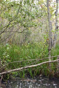 scene Embro Gameland ncwetlands AM (14)