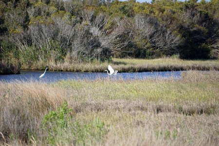 scene fort fisher state recreation area ncwetlands KG (5)