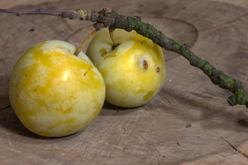 Yellow branch greengage