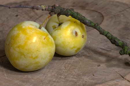 Yellow branch greengage