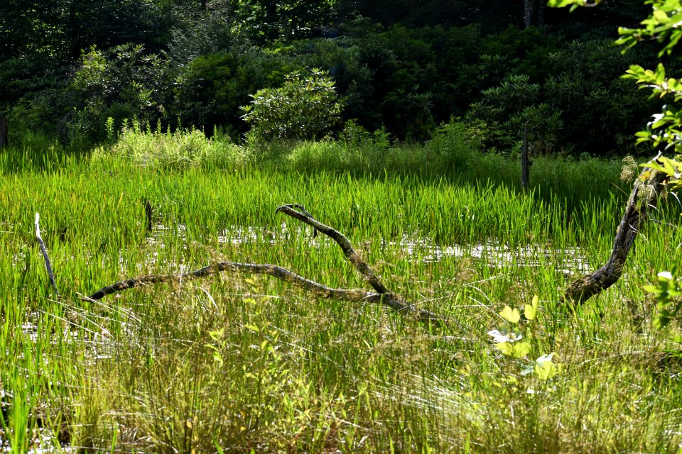 scene White Oak Bottom at Standing Indian Campground ncwetlands AM (21)