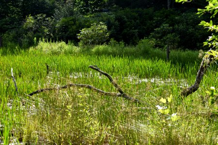 scene White Oak Bottom at Standing Indian Campground ncwetlands AM (21)