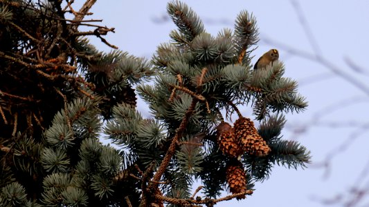 "King of the Hill" - Wintergoldhähnchen