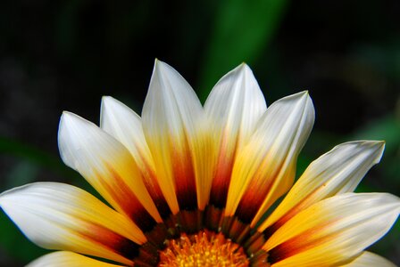 Sunset yellow white