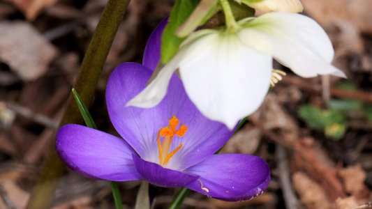 Violette Krokusblüte photo