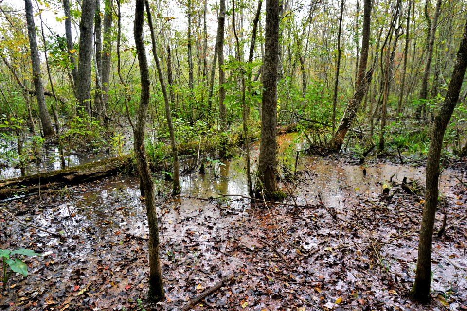 scene Embro Gameland ncwetlands KG (4)