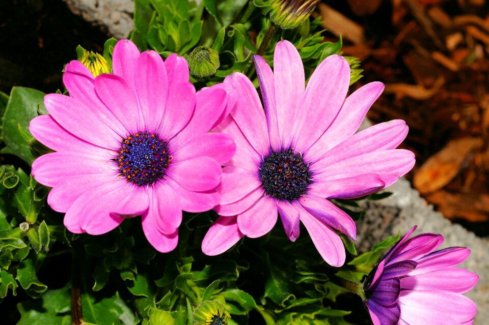 Plant nature color