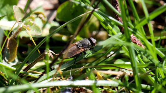 Muscidae (Echte Fliegen⁄Hausfliegen)