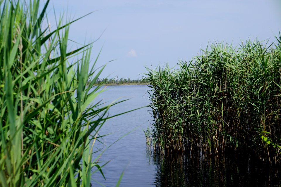 scene phragmites Alligator River NWR ncwetlands KG (3)