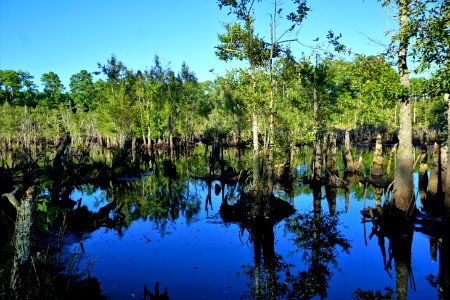 scene beaver pond Stones Creek Game Land ncwetlands KG (9)