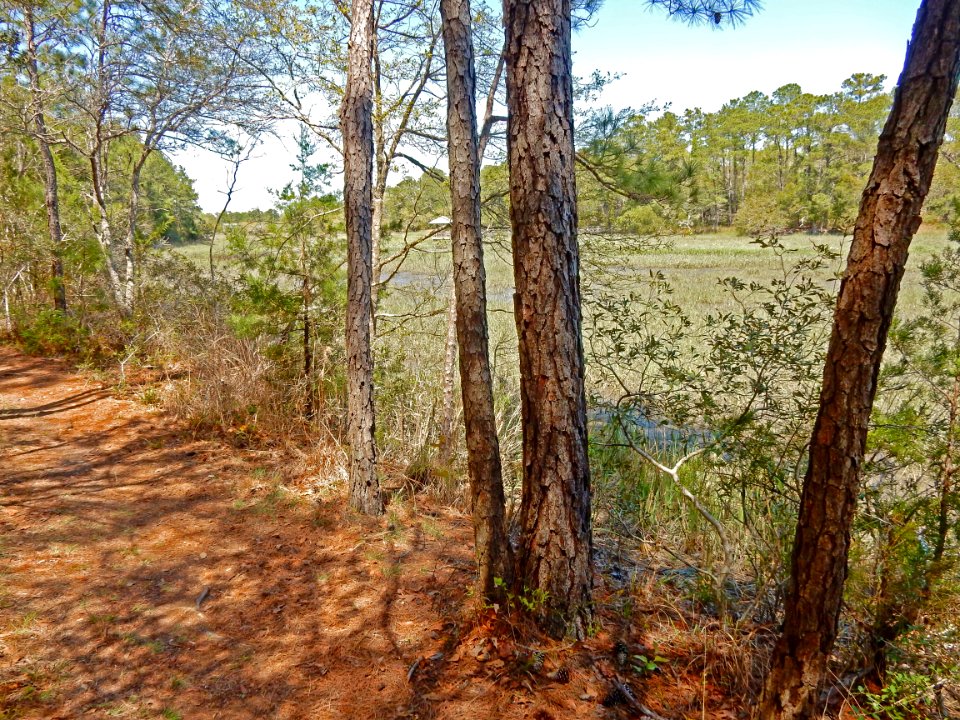 scene along trail pages creek preserve ncwetlands KG (9)