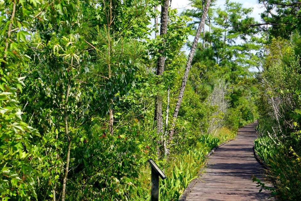 scene Sandy Ridge Trail Alligator River NWR ncwetlands KG (8)