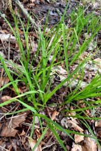 plant carex Battle Park ncwetlands AM (16)