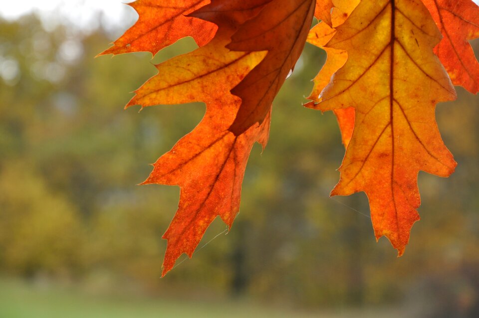 Foliage landscape autumn leaves photo