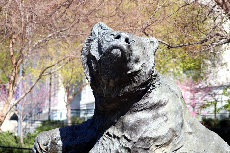Bear Statue near Memorial Stadium