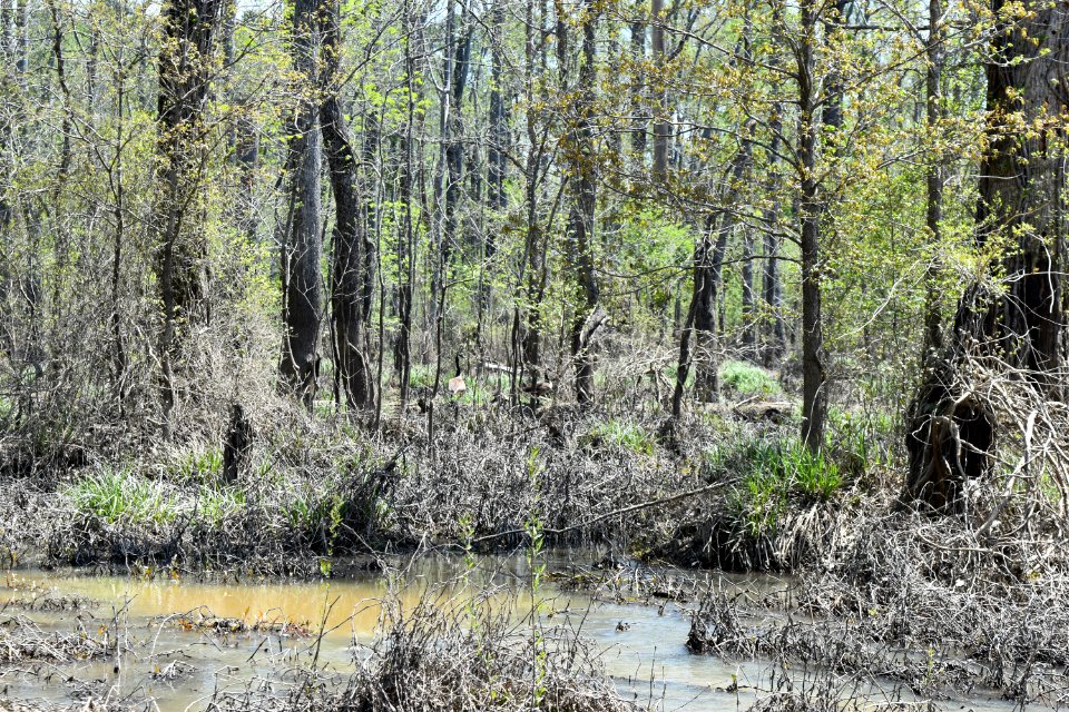 scene with geese jordan game land beaver ck ncwetlands AM (24)