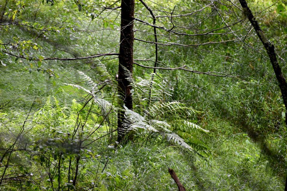 scene dupont state rec forest ncwetlands AM (27)