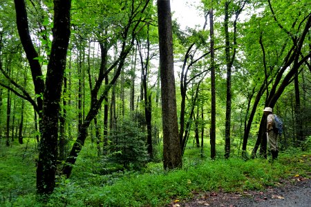 scene far view of marsh Dupont State Rec Forest ncwetlands KG (5)