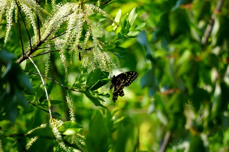 invertebrate butterfly plant Titi Alligator River NWR ncwetlands KG (1)