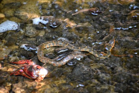 reptile banded water snake Lower Roanoke River Wetland Game Lands ncwetlands AM (3)
