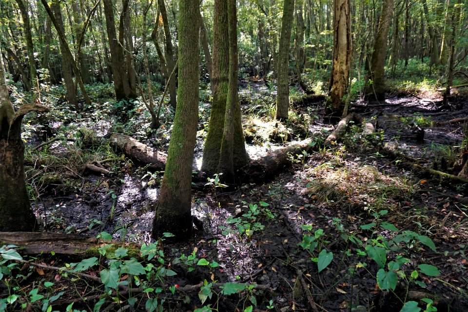 scene riverine swamp forest Cape Fear Wetlands Game Land ncwetlands KG (4)