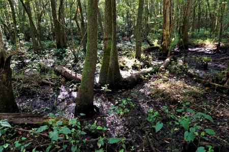 scene riverine swamp forest Cape Fear Wetlands Game Land ncwetlands KG (4)
