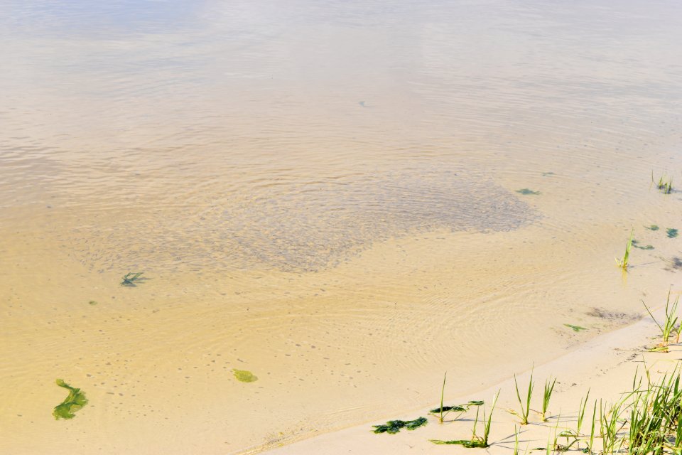 fish school in Cape Fear River Carolina Beach SP ncwetlands AM
