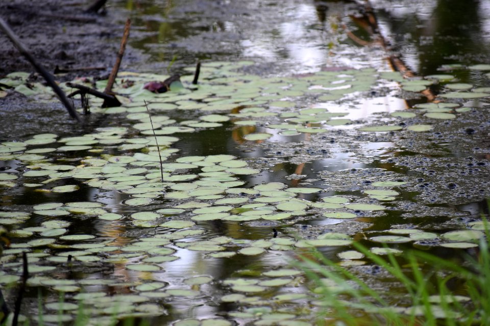 scene Wesley's Park ncwetlands AM (12)