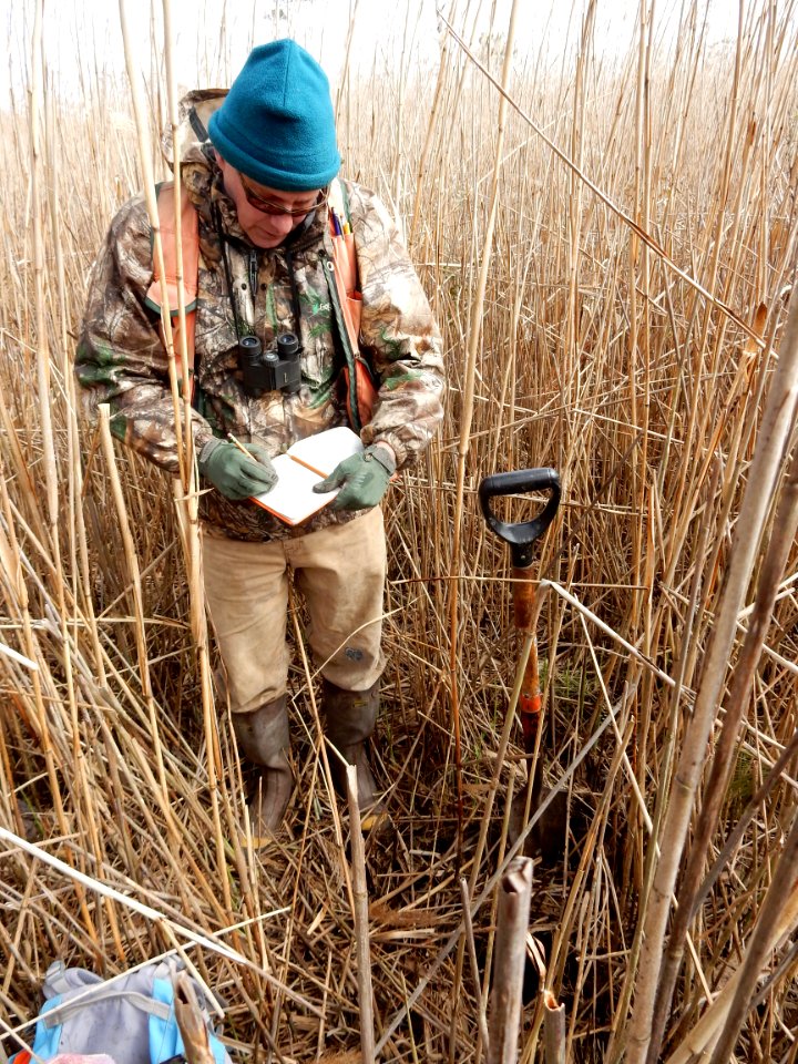 people scientist Mackay Island NWR ncwetlands KG (4)