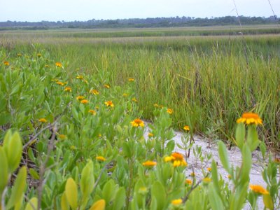 scene 4 Masonboro Island Reserve NC Coastal Reserve