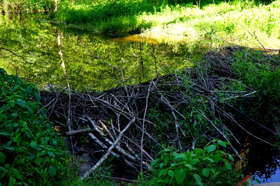 beaver dam turnipseed nature preserve ncwetlands KG