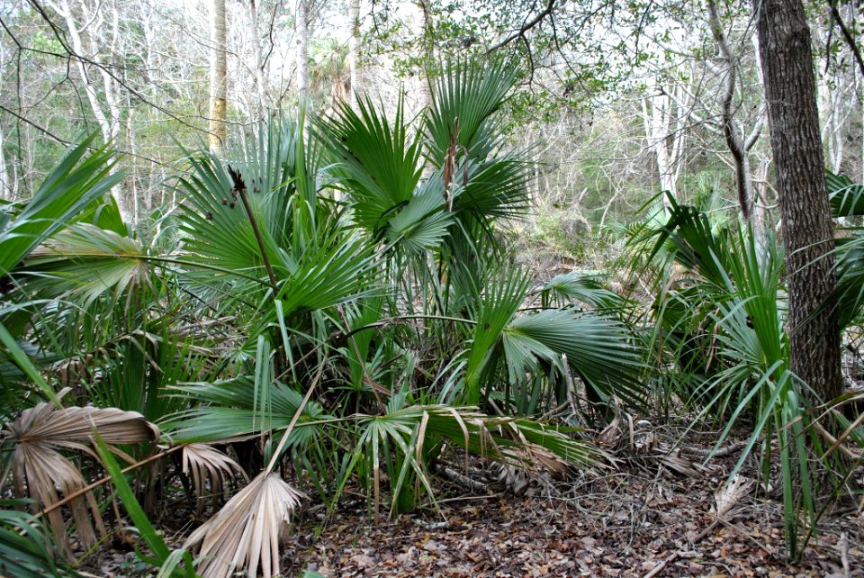 plant Sabal palmetto Bald Head Woods Reserve H Sutton NC Coastal Reserve