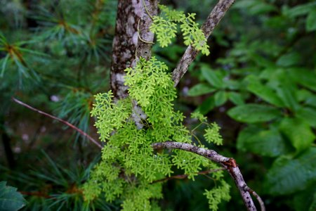 plant climbing fern Dupont State Rec Forest ncwetlands KG