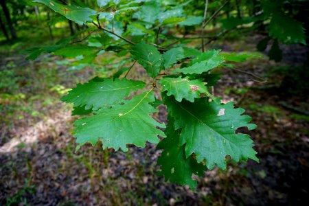 plant swamp chestnut oak Uwharrie Nat Forest ncwetlands KG