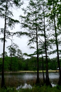 scene carvers creek SP KG