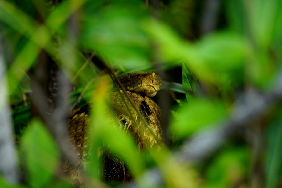 reptile beautiful timber rattlesnake Panthertown Bog ncwetlands KG (11)