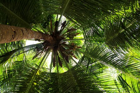 Tree exotic palm tree