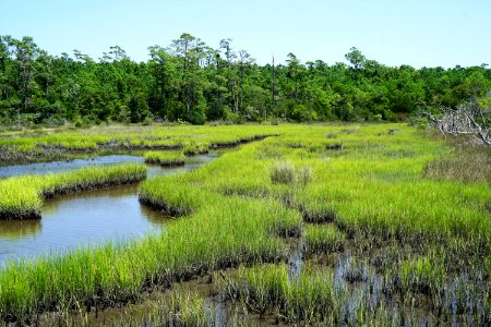 scene Cedar Point trail Croatan KG (11)
