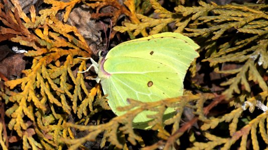 Gonepteryx rhamni (Zitronenfalter) 1 photo