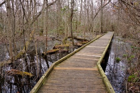 scene boardwalk Dismal Swamp SP ncwetlands KG (4)