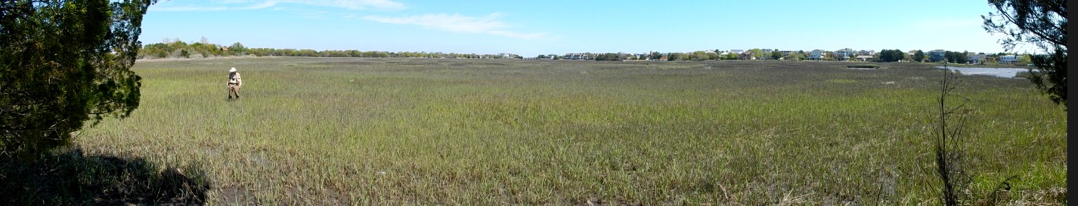 scene salt marsh Lee's nature park ncwetlands KG (2)