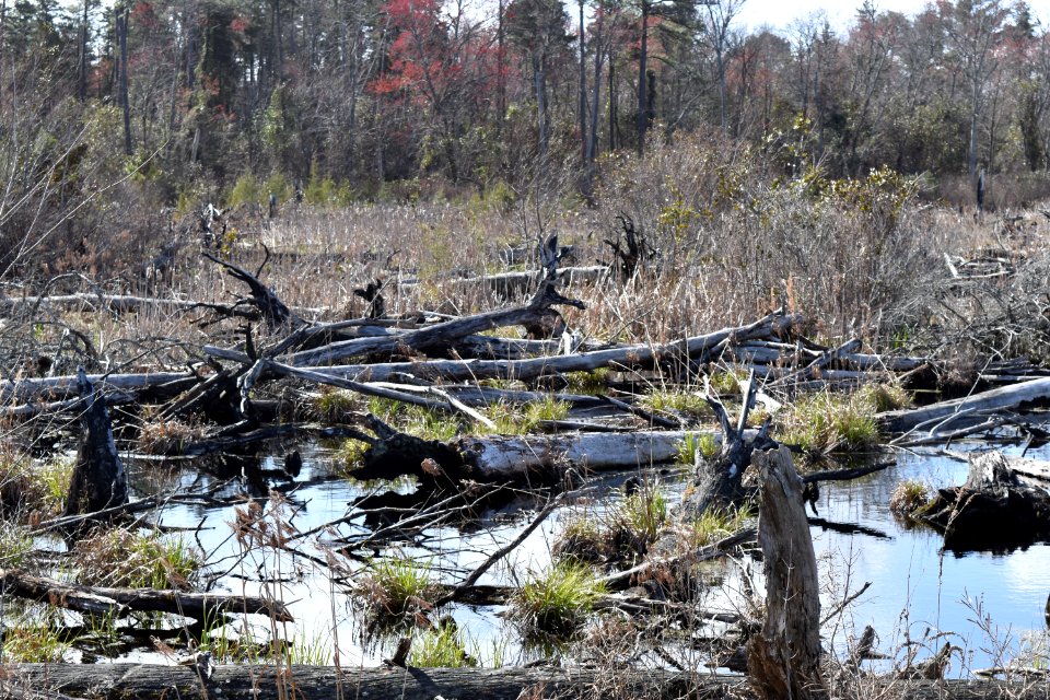 scene edge of burned area Dismal Swamp SP ncwetlands AM (114)