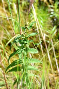 plant turtlehead Panthertown Valley Bog ncwetlands am (44)