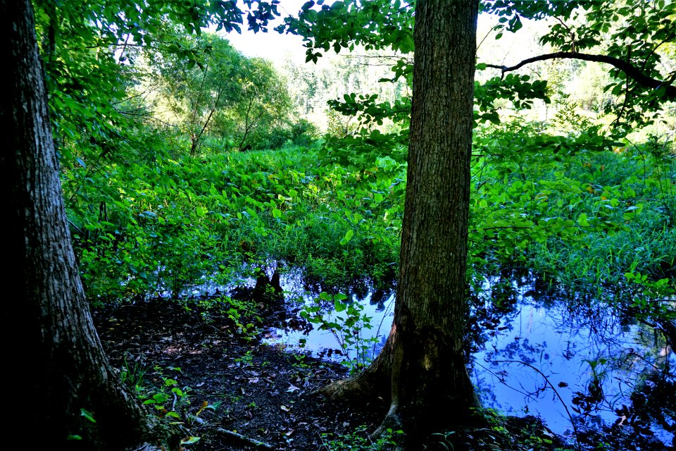 scene wetland Nat Greene Trail ncwetlands KG (9)