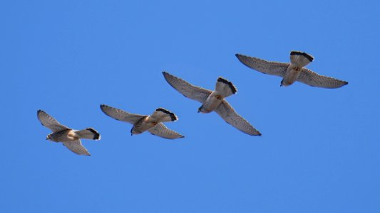 Turmfalke Flugstudie 3