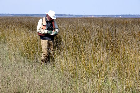 people scientist in marsh fort fisher state historic site ncwetlands KG