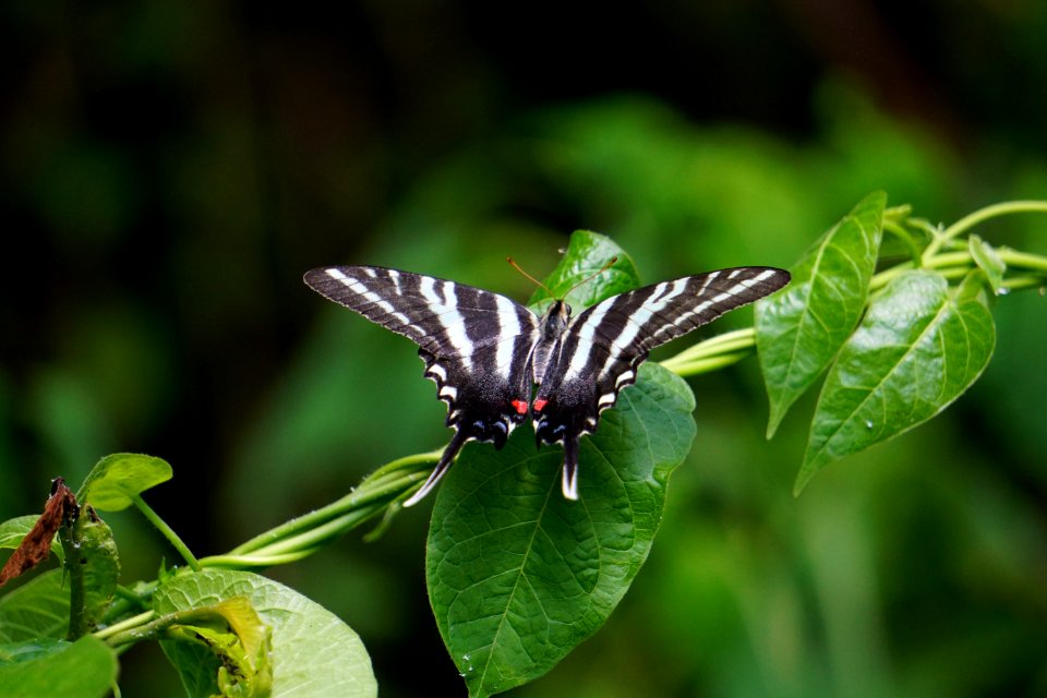 invertebrate zebra swallowtail Protographium marcellus Pettigrew State Park ncwetlands KG (1)